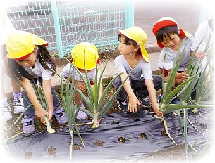 写真 - 自園栽培の野菜でクッキング 2